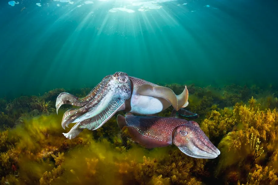 Giant Cuttelfish males disguise themselves as female to sneak past larger rivals © BBC/Gary Bell/Oceanwide/NPL