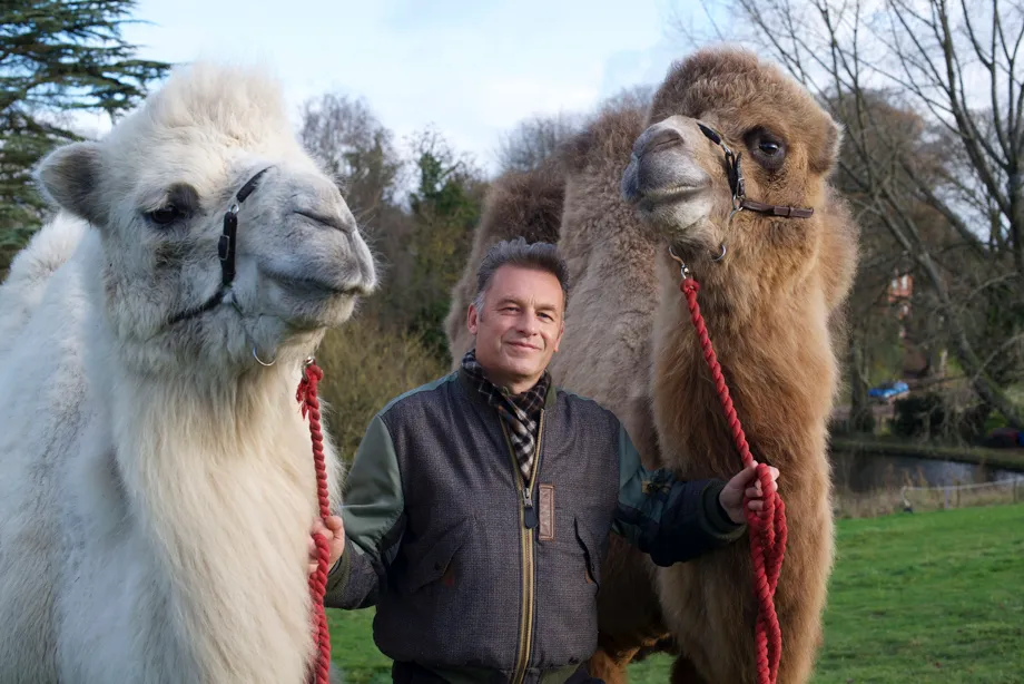 In the series, Chris Packham meets domestic Bactrian camels, Bertie and Baxter © BBC/Lucy Bowden