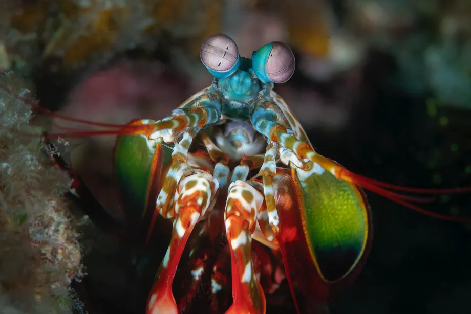 Peacock mantis shrimp navigate in a variety of ways to return to the safety of their burrow © BBC/Magnus Lundgren