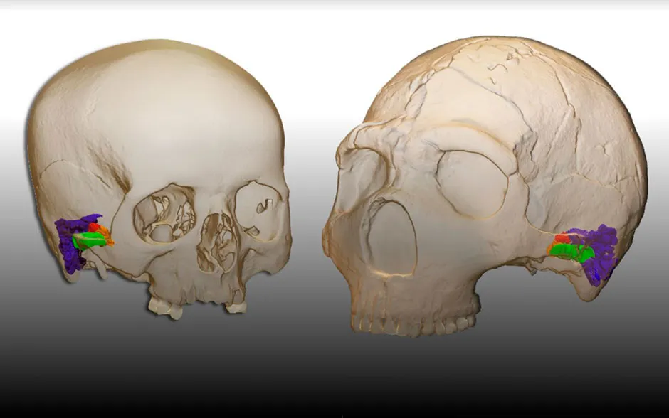 3D model and virtual reconstruction of the ear in a modern human (left) and a Neanderthal (right) © Mercedes Conde-Valverde