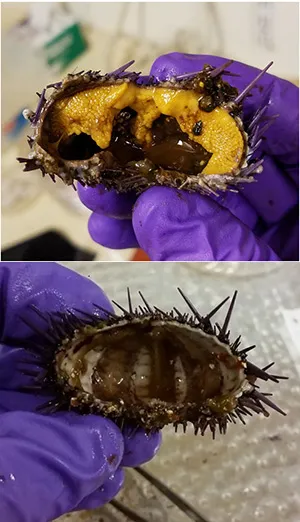 A healthy sea urchin with bright yellow gonads (top) and a starved urchin (bottom) © Michael Langhans