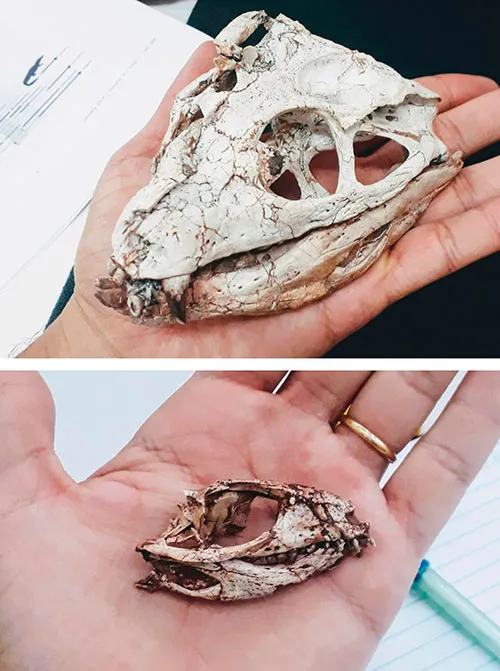 Two small skulls of notosuchians, each held in one hand © Daniel Martins dos Santos