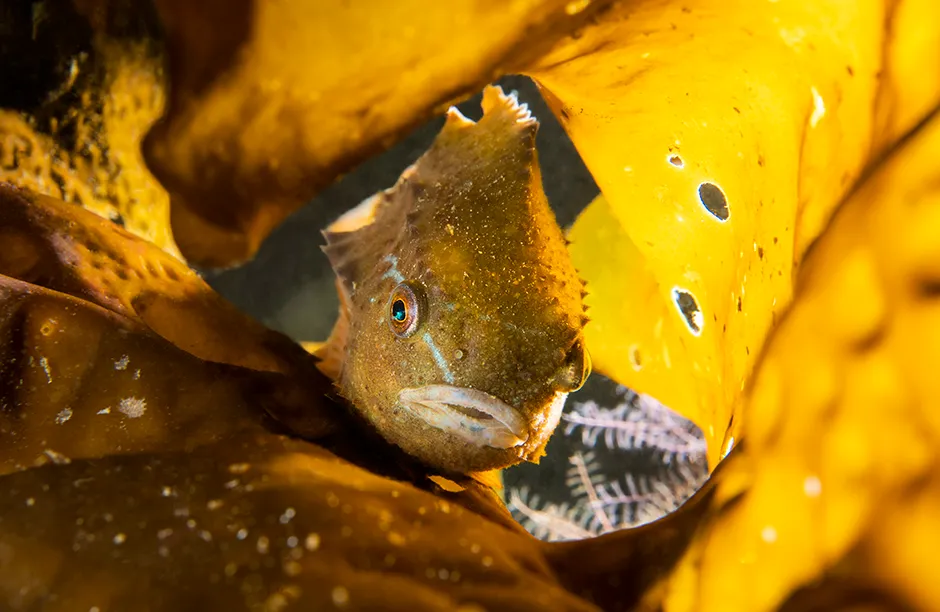 A young lumpsucker (lumpfish: henfish: Cyclopterus lumpus) hiding in sugar kelp (Laminaria saccharina). Kinlochbervie, Sutherland, The Highlands, Scotland, United Kingdom. Loch Inchard, The Minch, North East Atlantic Ocean. British Isles