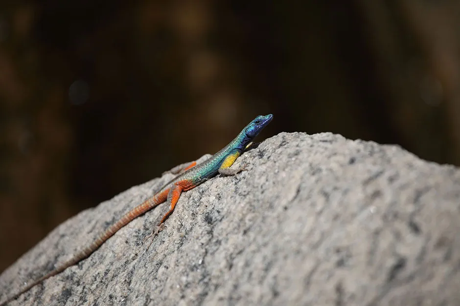 Male Augrabies flat lizard basking on rock © BBC/Humble BeeFilms/SeaLight Pictures/Nick Green