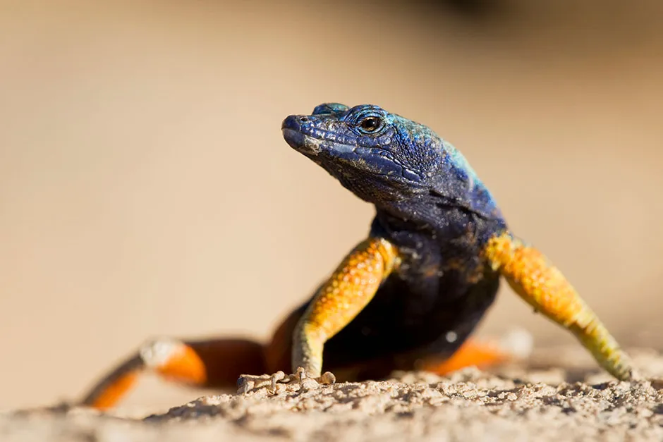 Closeup of a male Augrabies flat lizard © BBC/Humble BeeFilms/SeaLight Pictures/Paul Souders