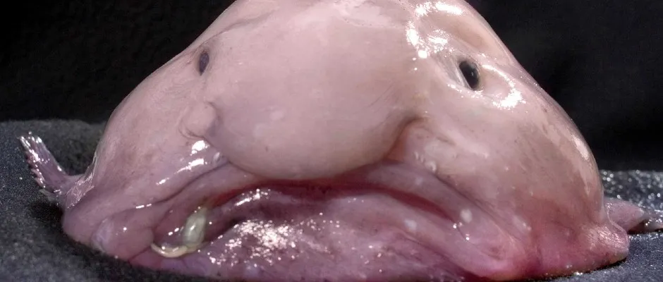 The World's Ugliest Animal blobfish looks ugly when out of water because  of its low-density flesh. Under the deep sea the fish looks normal because  the pressure compresses it to normal state. 