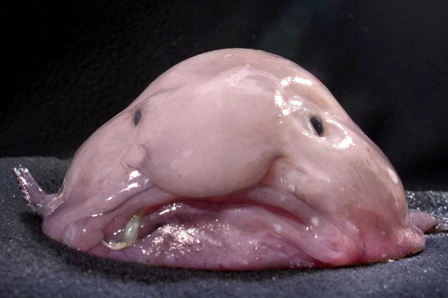 Weird animals: A photograph of a blobfish