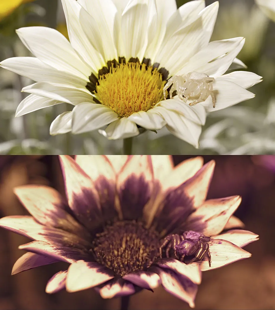 The crab spider as we see it (above) and how a bee sees it (below) © BBC/Humble BeeFilms/SeaLight Pictures
