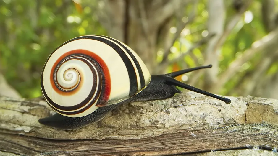 Cuban painted snail © BBC/Humble BeeFilms/SeaLight Pictures