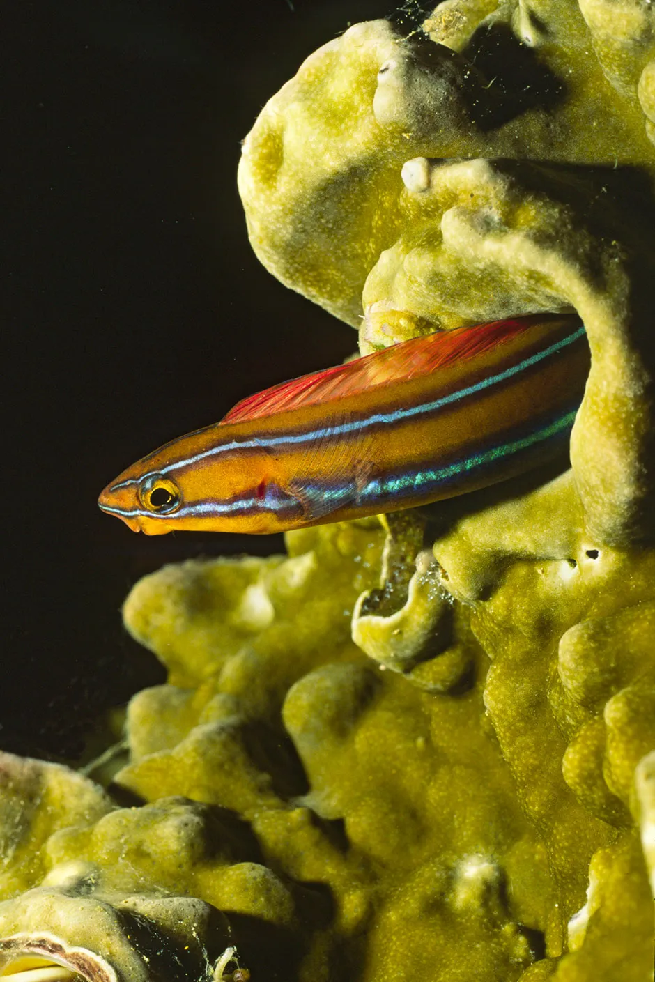 Blue-striped fangblenny © BBC/Humble BeeFilms/SeaLight Pictures/Hal Beral