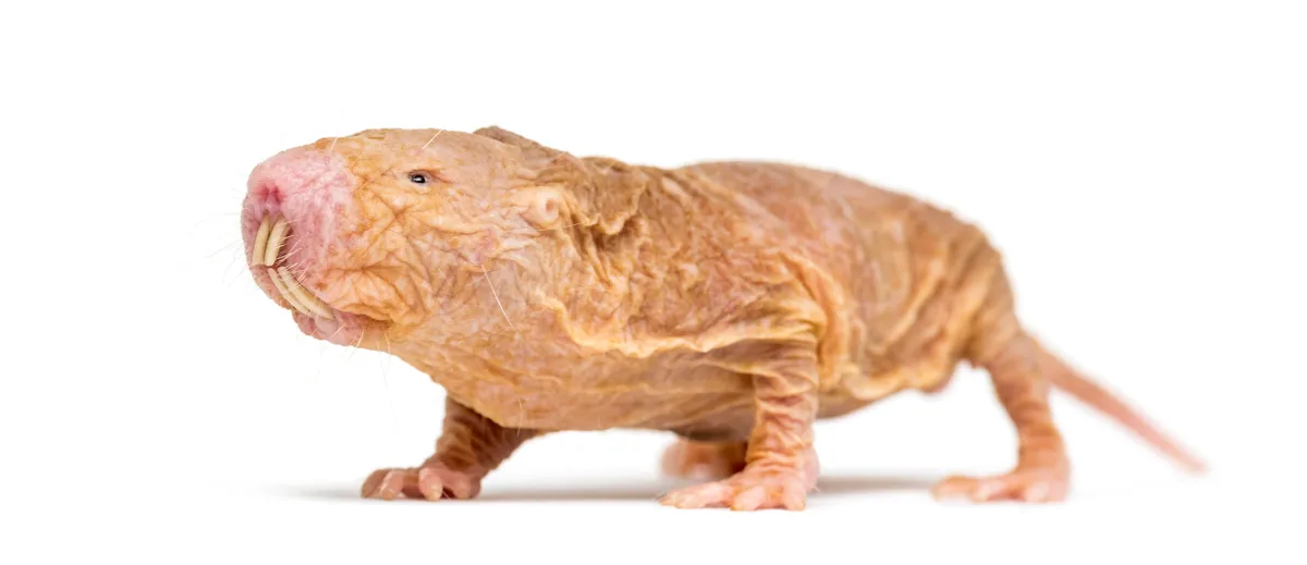 The team were able to detect DNA from samples of air taken from the inside of naked mole rats' housing © Getty Images
