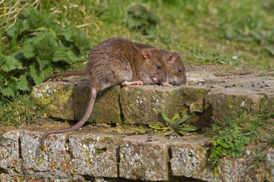 Rats may have become bolder during the COVID-19 pandemic, as they have to travel further afield for food © Getty Images