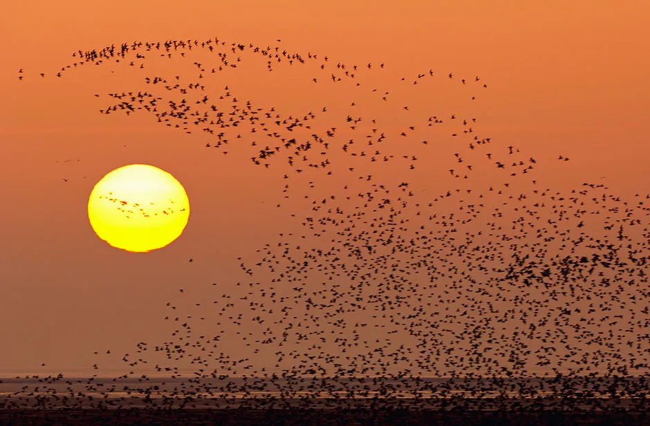 A flock of migrating birds flying above the sea, in front of a sunset © Getty Images