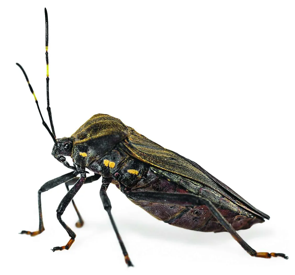 Assassin Bug, on the world's deadliest creatures.