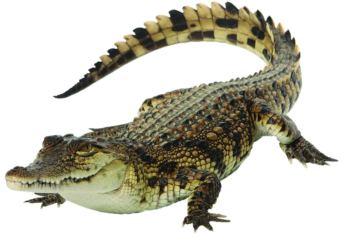 A crocodile on a white background.