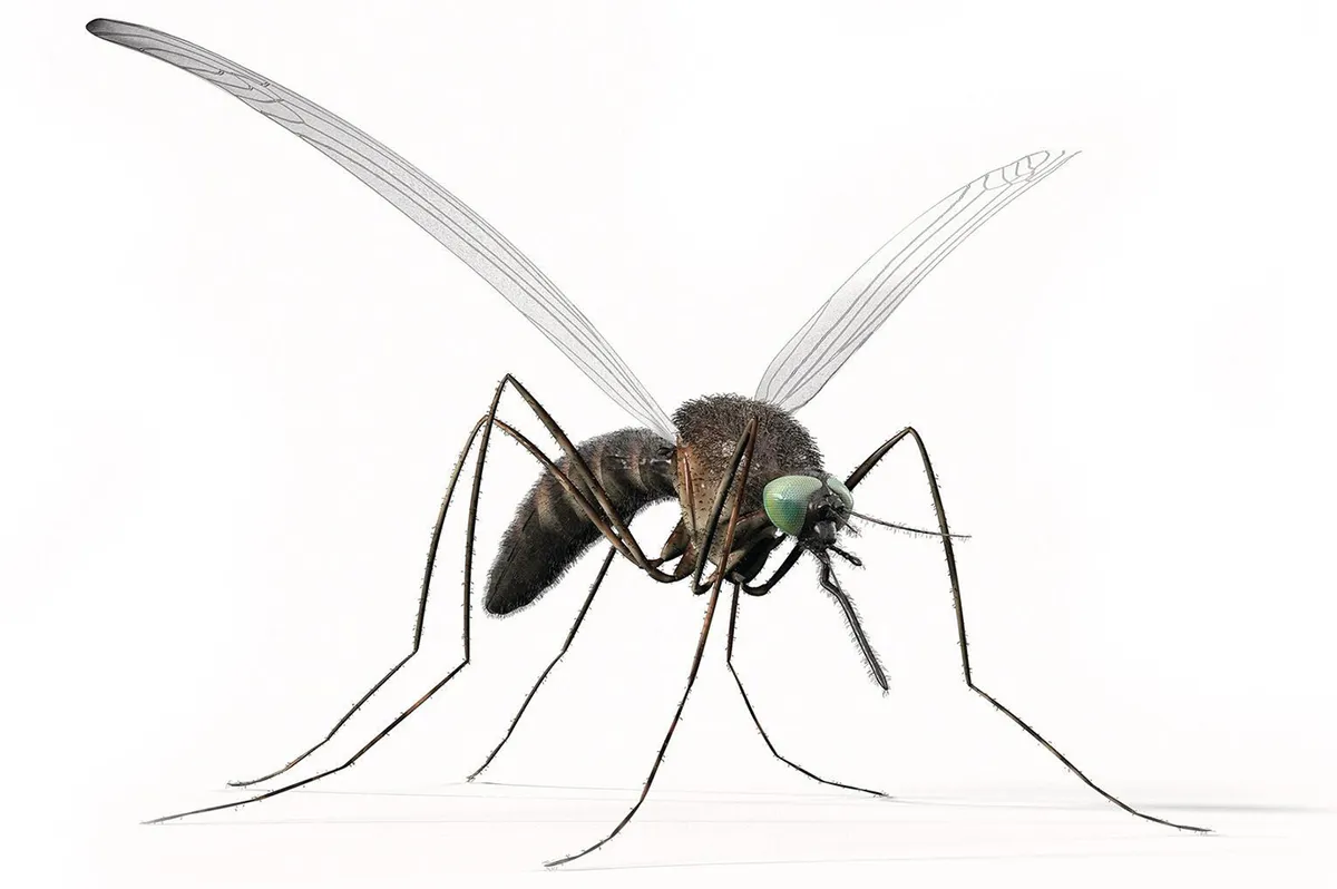 A mosquito, the most dangerous animal in the world.