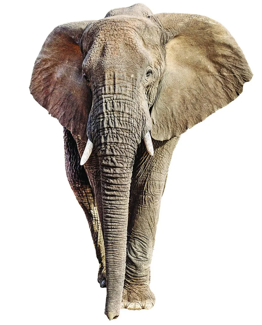 Elephant on white background.