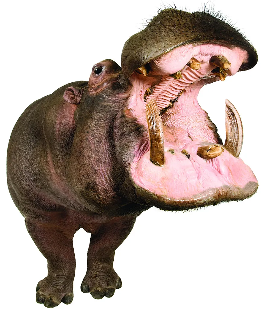 Hippo with jaw open on white background.