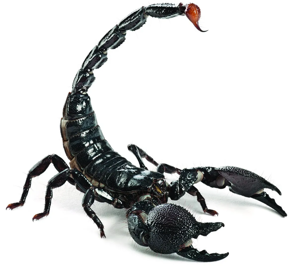 A scorpion, one of the world's most dangerous animals.