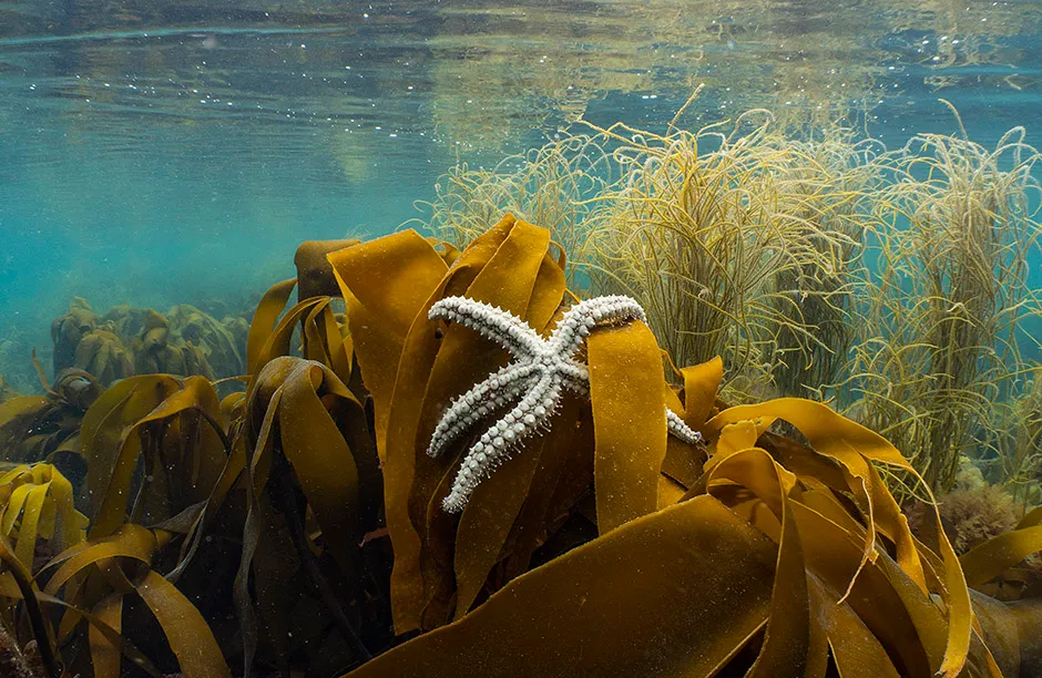 Spiny starfish up on kelp, Wembury UK