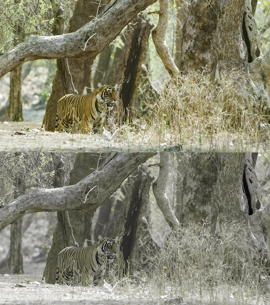 A tiger how we see it (above) and how its prey sees it (below) © BBC/Humble BeeFilms/SeaLight Pictures