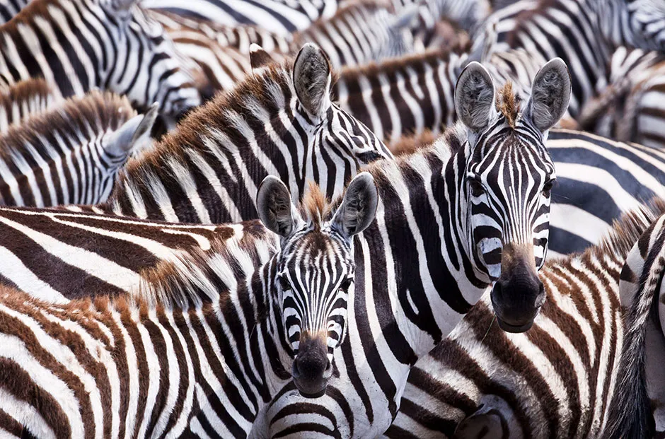 Zebra © BBC/Humble BeeFilms/SeaLight Pictures/Grant Ordelheide