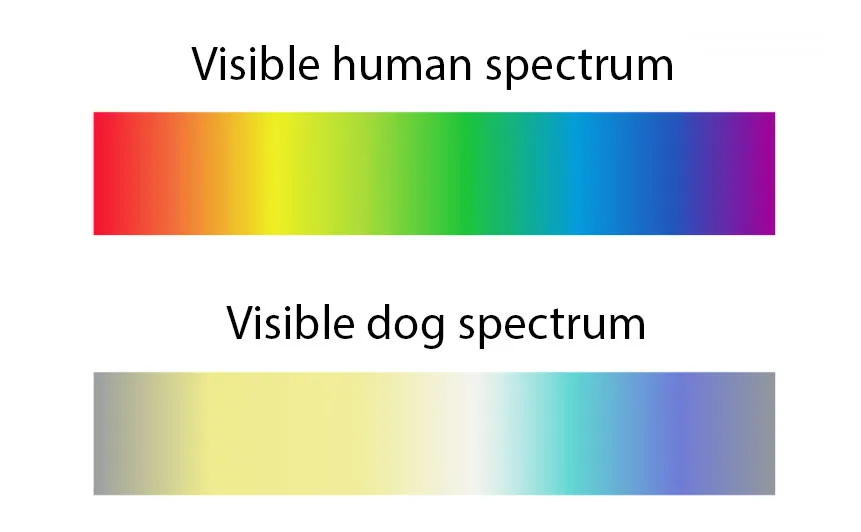 Dog light spectrum