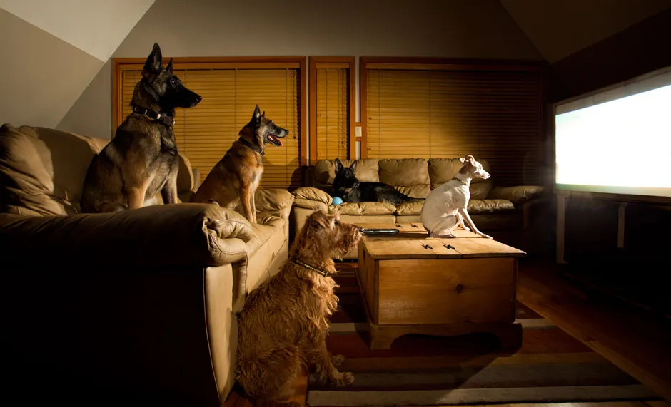 Dog tv © Getty
