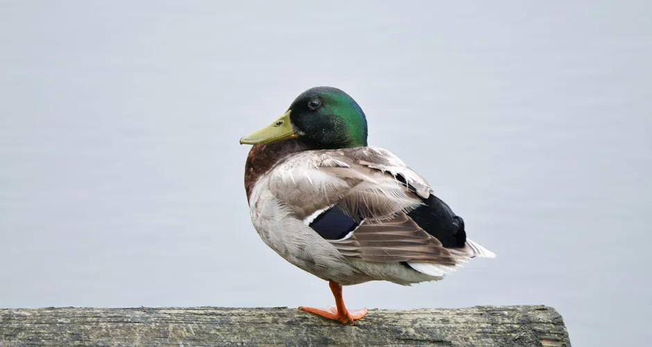 A mallard duck standing on one leg © Getty images