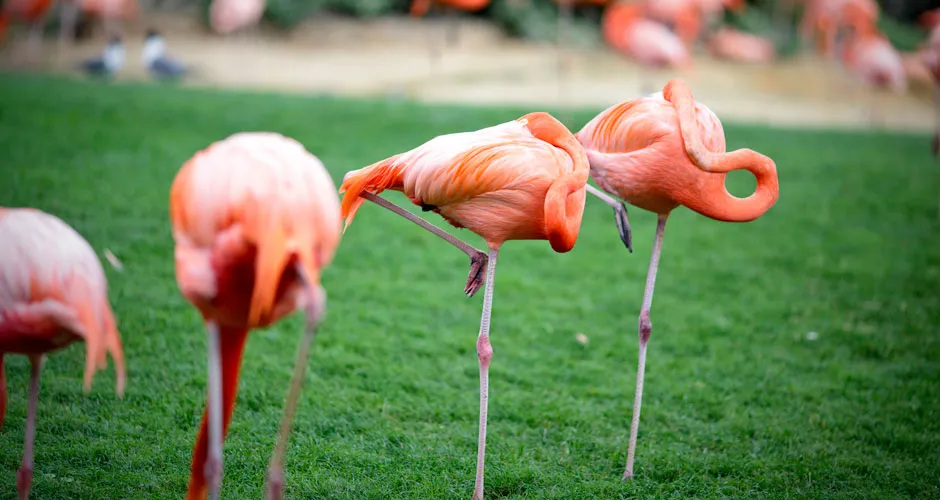 Why do flamingos stand on one leg? - BBC Science Focus Magazine