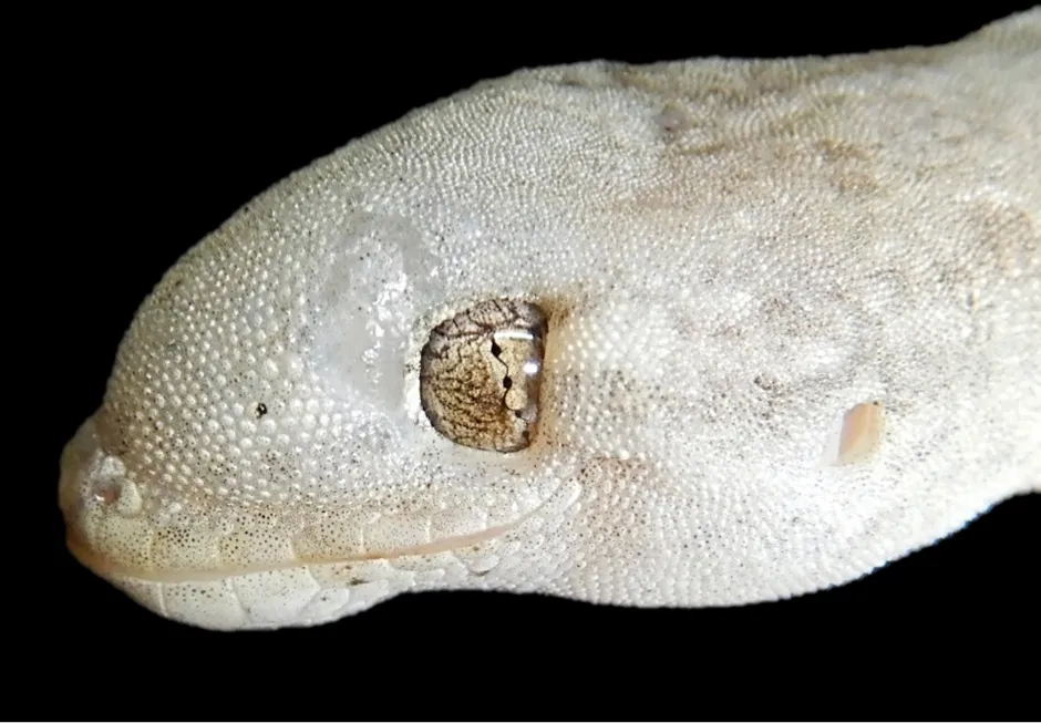 Gecko with severe facial swelling associated with Enterococcus lacertideformus © Jessica Agius