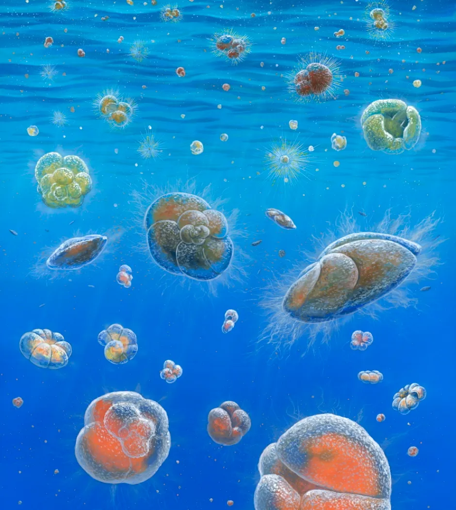 The scientists studied fossils of planktonic foraminifera