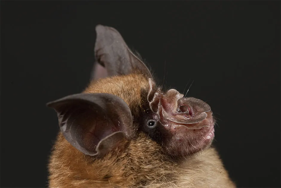 SARS-CoV-2 may have been evolving in Chinese rufous horseshoe bats (Rhinolophus sinicus) for decades before becoming a threat to humans © Dr Libiao Zhang/Guangdong Entomological Institute