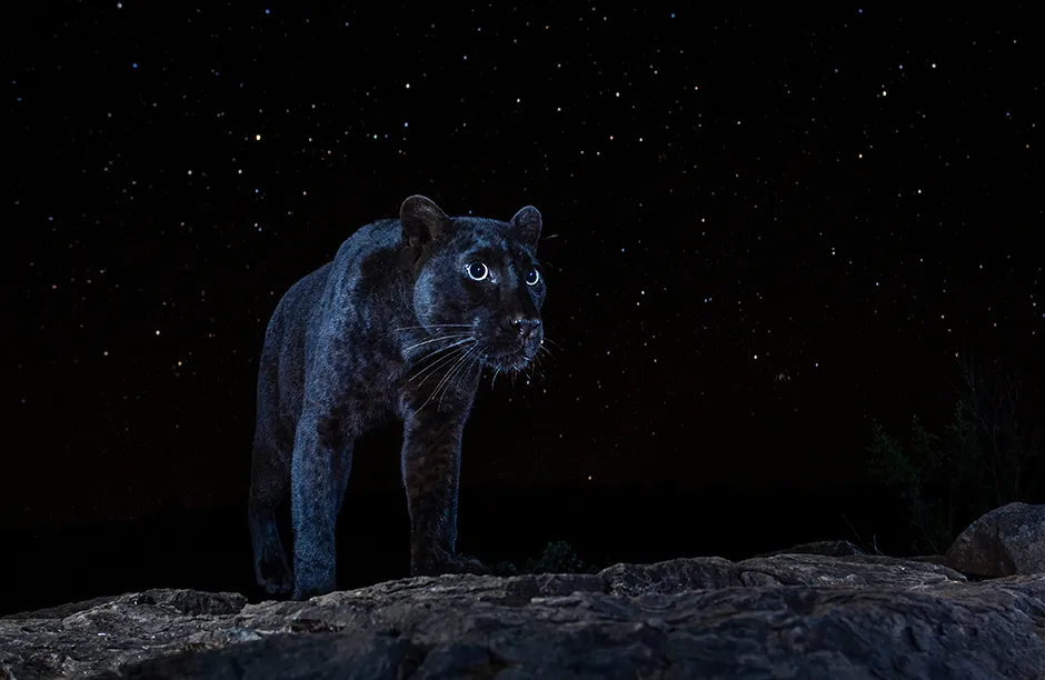 An incredibly rare black panther (Panthera pardus) photographed in Laikipia Country, Kenya. The photographer spent more than a year photographing leopards in this location using a high-quality camera trap system that was developed to snap elusive and nocturnal wildlife. Prior to this project, a black panther had not been scientifically documented in Africa for more than 100 years.