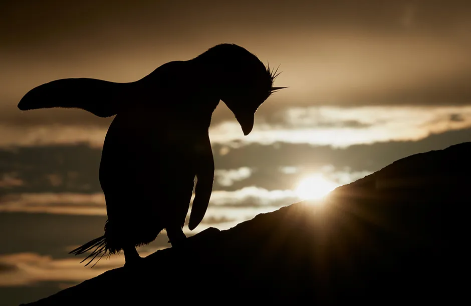A Southern rockhopper penguin (Eudyptes chrysocome) preens itself