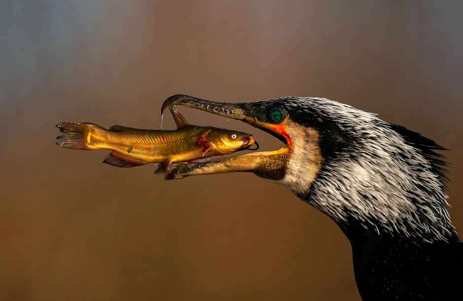 A Great cormorant (Phalacrocorax carbo) swallows a fish whole
