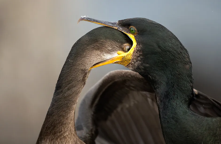 A hungry juvenile Shag literally dives down its mother throat for more fish rather than waiting for it to be fully regurgitated. It was taken on the Farne Islands, one of the most accessible 'Puffin Islands' in the UK. A short boat trip from Seahouses in Northumberland drops you into another world of Puffins, Guillemots and ravenous Shags