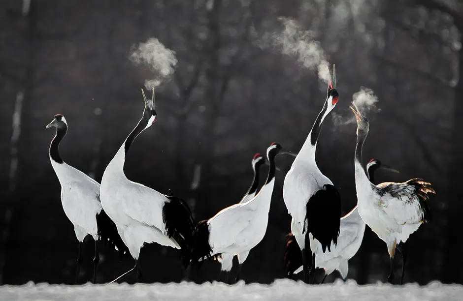 Red-crowned Crane pairs are faithful to one another throughout the year, and even during the winter months they engage in behaviour designed to strengthen the bond. Birds perform dual honking rituals and an elaborate dance, and this is much appreciated by photographers who make the pilgrimage to see them in Japan