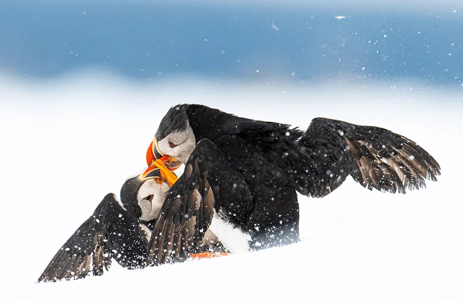 Two Atlantic Puffins which started a brawl that continued down the snowy slope right in front of the photographer