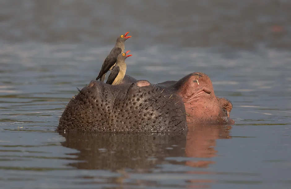 the water-loving mammals also receive a lot of attention from the local Red-billed Oxpeckers who seek a close encounter for more practical reasons. The birds and the Hippos have evolved a symbiotic relationship: the oxpeckers feed on external parasites and the Hippos benefit from the hygienic makeover. This image shows two oxpeckers sitting on a very relaxed Hippo: all parties seem entirely comfortable with the relationship.