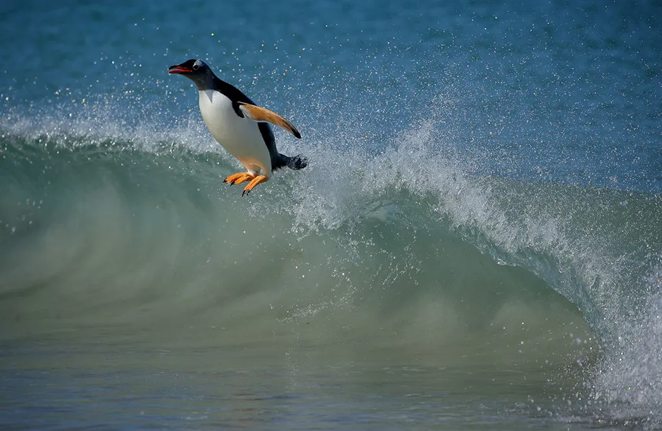 Gentoo Penguins began surfing long before the first humans latched on to this craze. This image was taken at Carcass Island on the Falkland Islands, where the birds have no option but to surf if they want to get ashore.