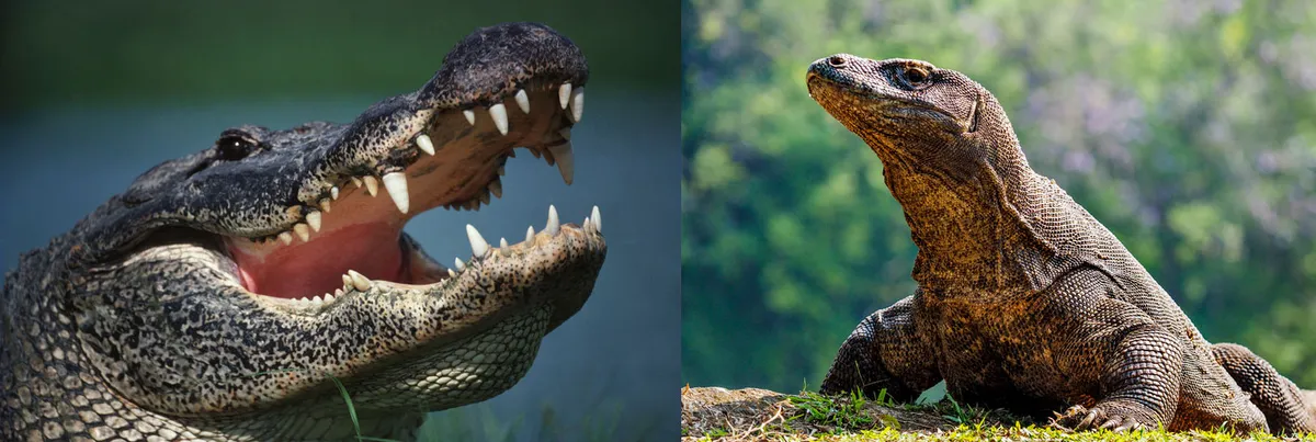 An alligator and a Komodo dragon © Getty Images