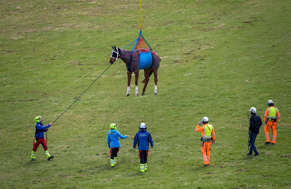 A horse is about to touch ground after being airlifted during a test by Swiss army forces on hoisting horses with a helicopter in Saignelegier on April 9, 2021. - The scientific project, carried out by the Vetsuisse faculty of veterinary medicine and the Swiss army veterinary service, aims at transporting and rapidly evacuating injured horses to a medical veterinary infrastructure. (Photo by Fabrice COFFRINI / AFP) (Photo by FABRICE COFFRINI/AFP via Getty Images)