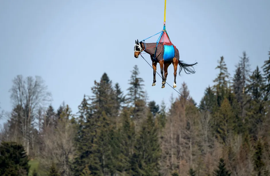 A picture taken on April 9, 2021 in Saignelegier shows a horse being airlifted during a test by Swiss army forces on hoisting horses with a helicopter. - The scientific project, carried out by the Vetsuisse faculty of veterinary medicine and the Swiss army veterinary service, aims at transporting and rapidly evacuating injured horses to a medical veterinary infrastructure. (Photo by Fabrice COFFRINI / AFP) (Photo by FABRICE COFFRINI/AFP via Getty Images)