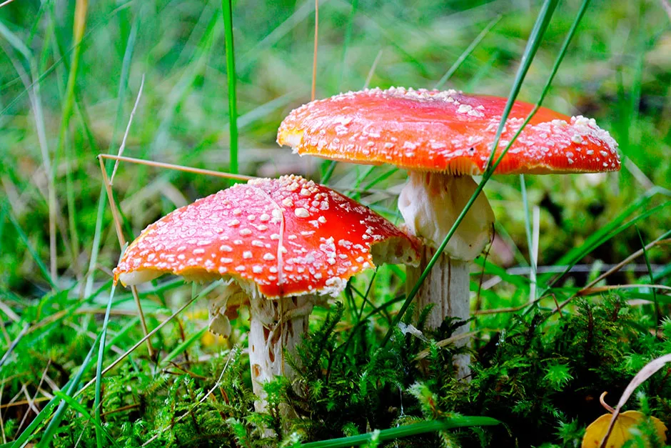 Two agaric mushrooms in a field © Getty Images