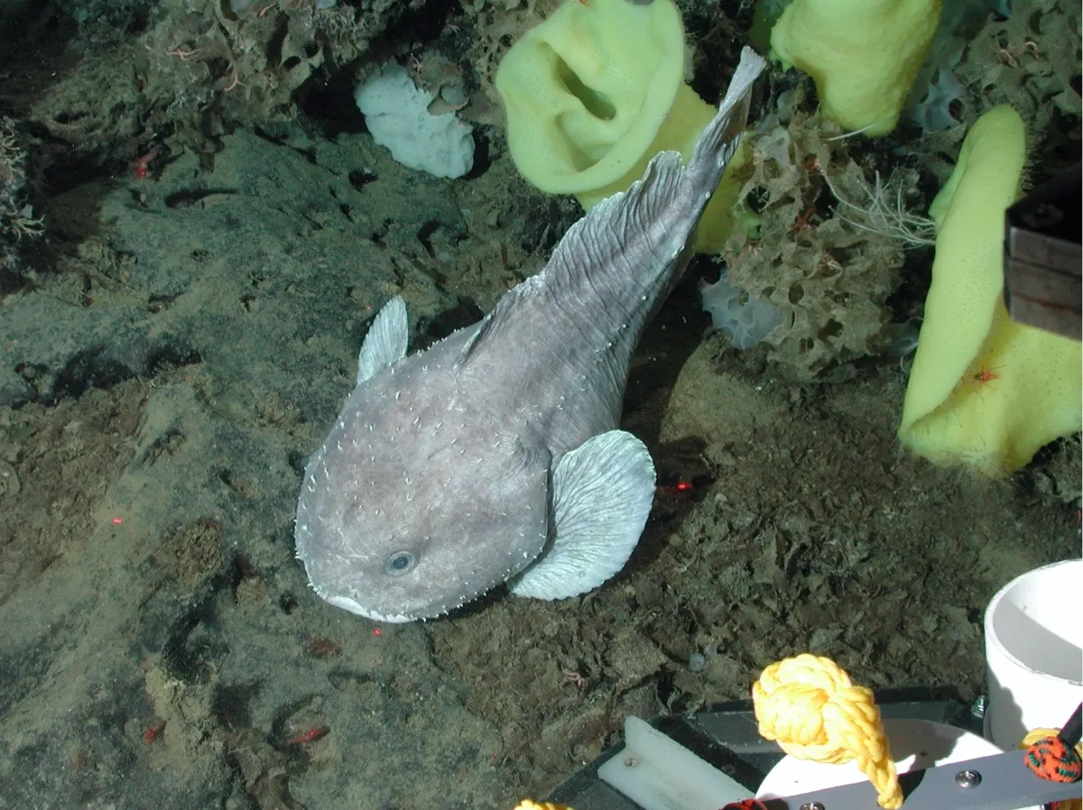 The blob sculpin, closely related to a blobfish