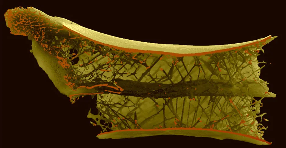 A CT scan of a pterosaur bone (iScience journal)