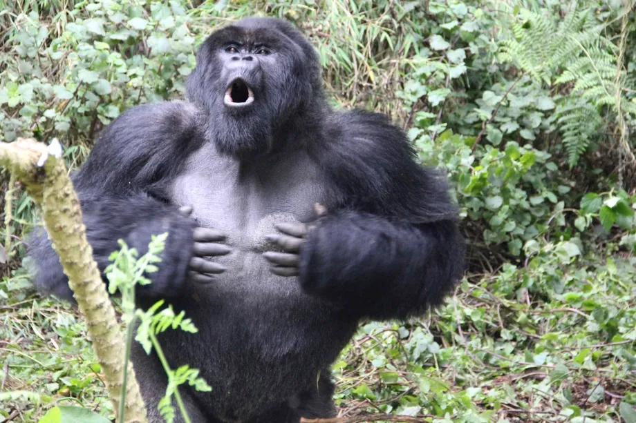 Researchers observed wild silverback gorillas at a Rwandan National Park © Dian Fossey Gorilla Fund