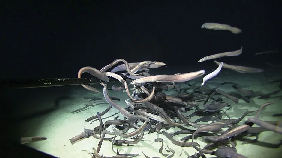 Cutthroat eels swarm a bait package at an unnamed seamount more than 3,000m below the surface of the Pacific © Deep Sea Fish Ecology Lab/Astrid Leitner/Jeff Drazon/Soest/Deepccz Expedition