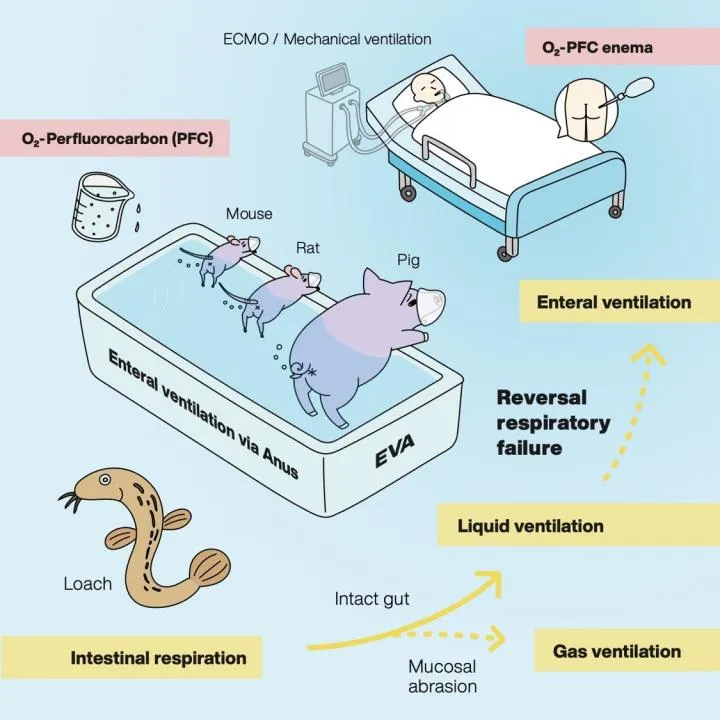 This, one of the greatest scientific illustrations ever conceived, demonstrates that this idea isn’t a just a load of hot air. The EVA technique was Inspired by loaches that can breathe through their intestines in low oxygen conditions and may eventually be used to treat human patients with respiratory conditions. © Institute of Research, TMDU.